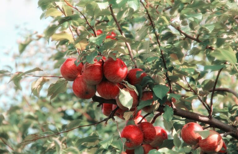 pomme consommation