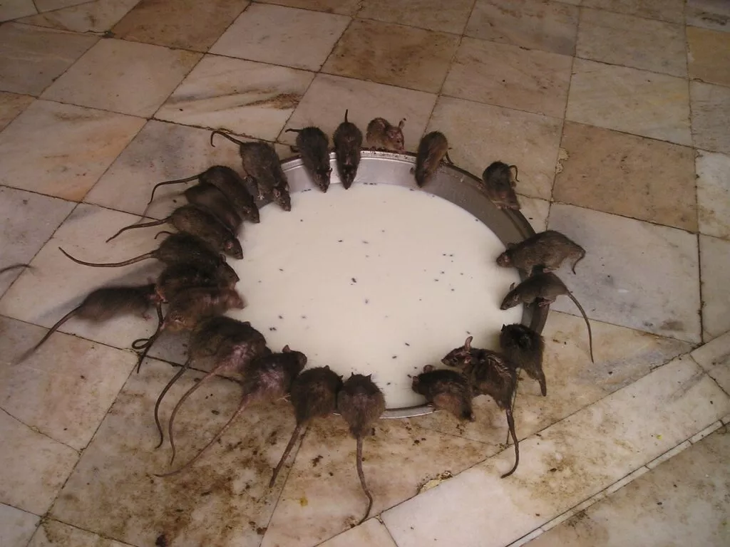 plusieurs rats dans une propriété