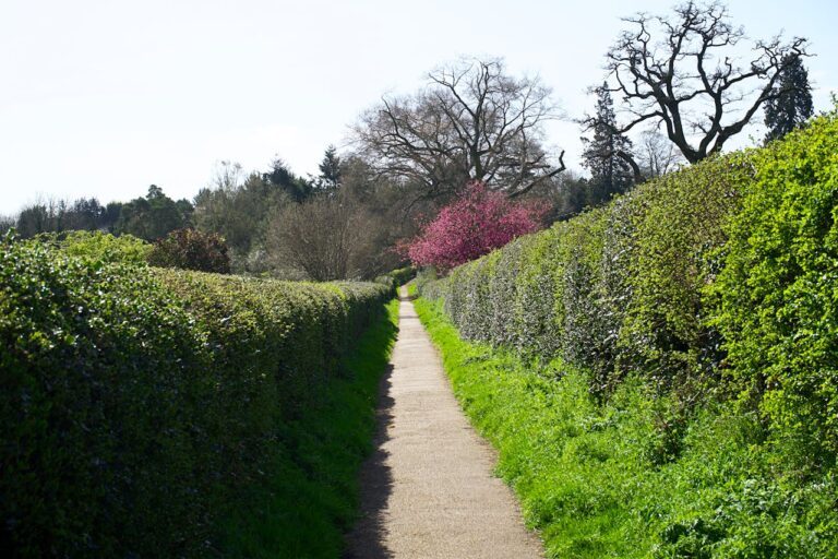 haie de jardin